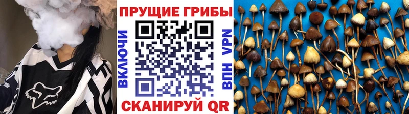 Галлюциногенные грибы Cubensis  Ноябрьск 